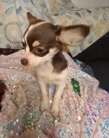 Ruthie , a female Chihuahua for sale in Fair Play, SC – 6 of 9