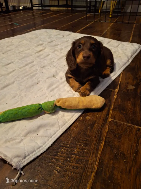 Frannie – Miniature Dachshund puppy for sale in Fair Play, SC