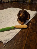 Frannie, a female Miniature Dachshund for sale in Fair Play, SC – 1 of 3