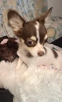 Ruthie , a female Chihuahua for sale in Fair Play, SC – 7 of 9