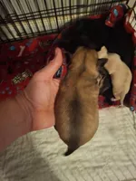 Sable, a female Chihuahua for sale in Fair Play, SC – 2 of 2