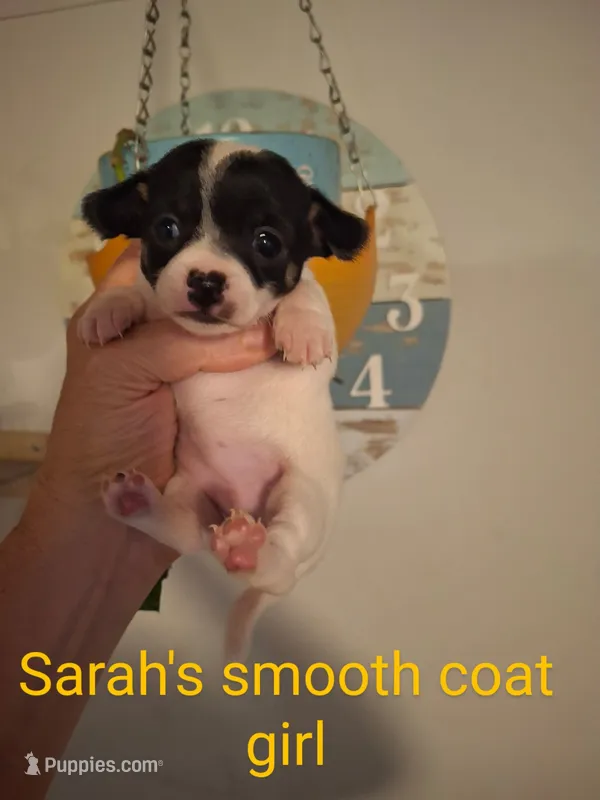 Puppy 2 – Chihuahua puppy for sale in Fair Play, SC