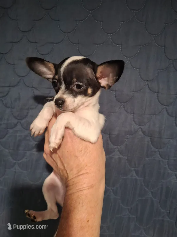 Pixie – Chihuahua puppy for sale in Fair Play, SC