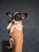 Pixie, a female Chihuahua for sale in Fair Play, SC – 1 of 9