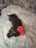 Padgett, a female Miniature Dachshund for sale in Fair Play, SC – 5 of 6