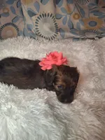 Padgett, a female Miniature Dachshund for sale in Fair Play, SC – 1 of 6