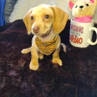 Cappuccino CKC, a male Miniature Dachshund for sale in Fair Play, SC – Photo 1 of 8