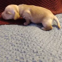 Cappuccino CKC, a male Miniature Dachshund for sale in Fair Play, SC – Photo 7 of 8