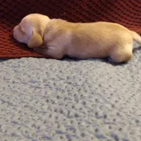 Cappuccino CKC, a male Miniature Dachshund for sale in Fair Play, SC – Photo 8 of 8