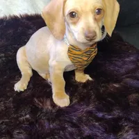 Cappuccino CKC, a male Miniature Dachshund for sale in Fair Play, SC – Photo 3 of 8
