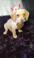 Cappuccino , a male Miniature Dachshund for sale in Fair Play, SC – Photo 3 of 8