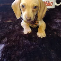 Cappuccino CKC, a male Miniature Dachshund for sale in Fair Play, SC – Photo 2 of 8