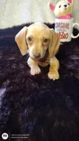 Cappuccino , a male Miniature Dachshund for sale in Fair Play, SC – Photo 2 of 8