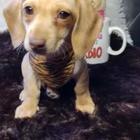 Cappuccino CKC, a male Miniature Dachshund for sale in Fair Play, SC – Photo 4 of 8