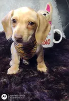 Cappuccino , a male Miniature Dachshund for sale in Fair Play, SC – Photo 4 of 8