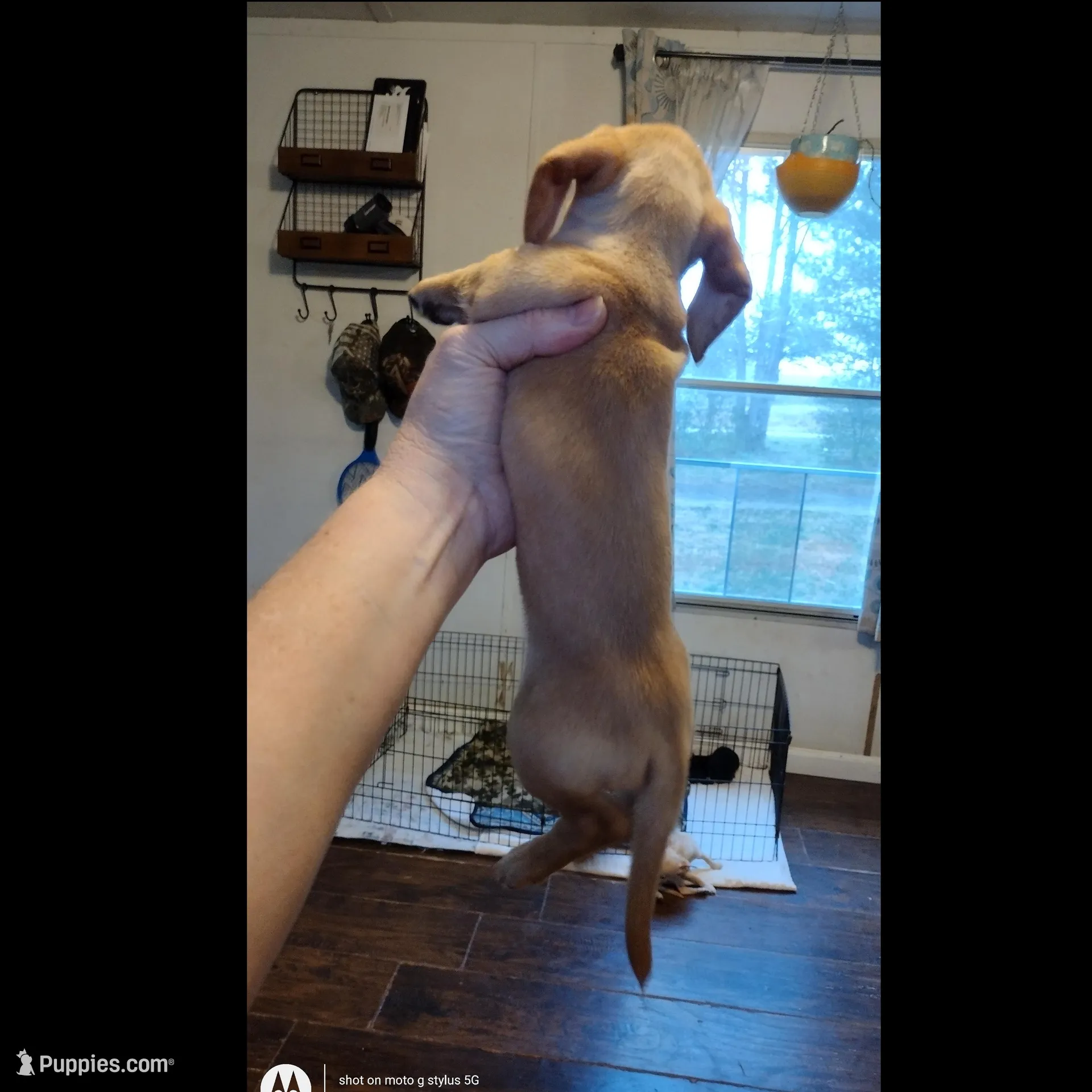 Cappuccino , a male Miniature Dachshund for sale in Fair Play, SC – Photo 5 of 8