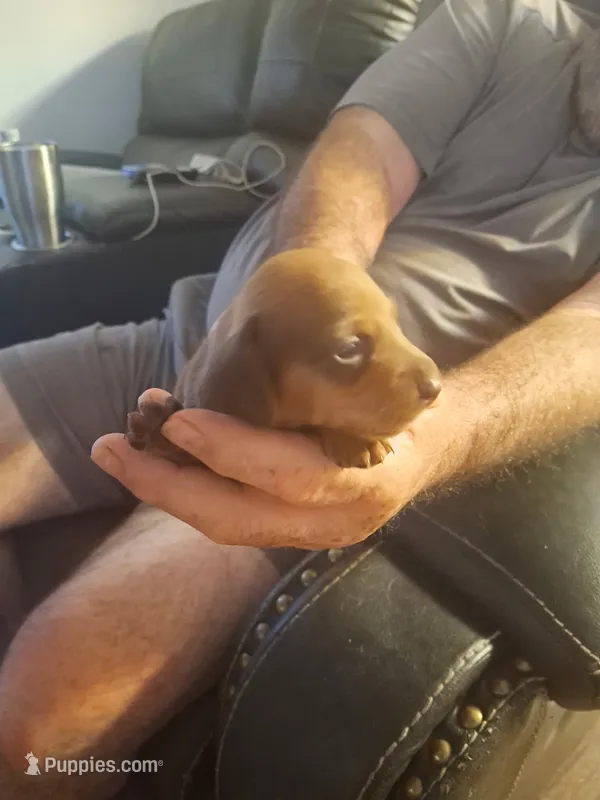 Rosie's 3 – Miniature Dachshund puppy for sale in Fair Play, SC