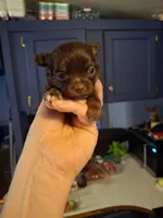 Choco, a female Chihuahua for sale in Fair Play, SC – 2 of 5