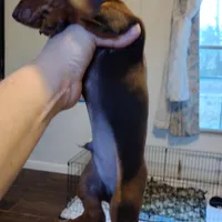 Snickers CKC, a male Miniature Dachshund for sale in Fair Play, SC – Photo 5 of 6