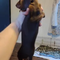 Snickers CKC, a male Miniature Dachshund for sale in Fair Play, SC – Photo 6 of 6