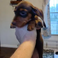 Snickers CKC, a male Miniature Dachshund for sale in Fair Play, SC – Photo 4 of 6