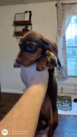 Snickers, a male Miniature Dachshund for sale in Fair Play, SC – Photo 1 of 3