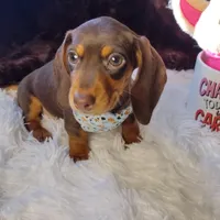 Snickers CKC, a male Miniature Dachshund for sale in Fair Play, SC – Photo 2 of 6
