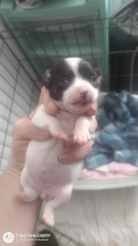 Puppy 2 – Chihuahua puppy for sale in Fair Play, SC