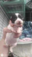 Puppy 2, a female Chihuahua for sale in Fair Play, SC – 3 of 7