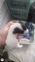 Puppy 2, a female Chihuahua for sale in Fair Play, SC – 5 of 7