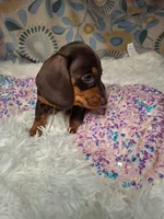 Truffles , a female Miniature Dachshund for sale in Fair Play, SC – 2 of 7