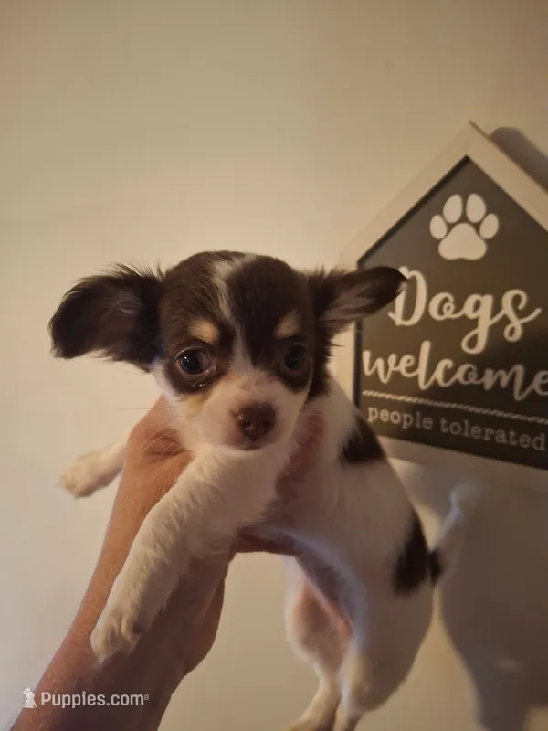 Ruthie  – Chihuahua puppy for sale in Fair Play, SC
