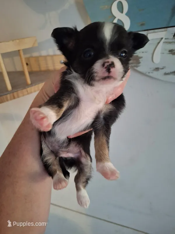 Tuxon – Chihuahua puppy for sale in Fair Play, SC