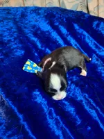 Tuxon, a male Chihuahua for sale in Fair Play, SC – 3 of 3