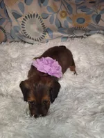 Sassy, a female Miniature Dachshund for sale in Fair Play, SC – 1 of 10
