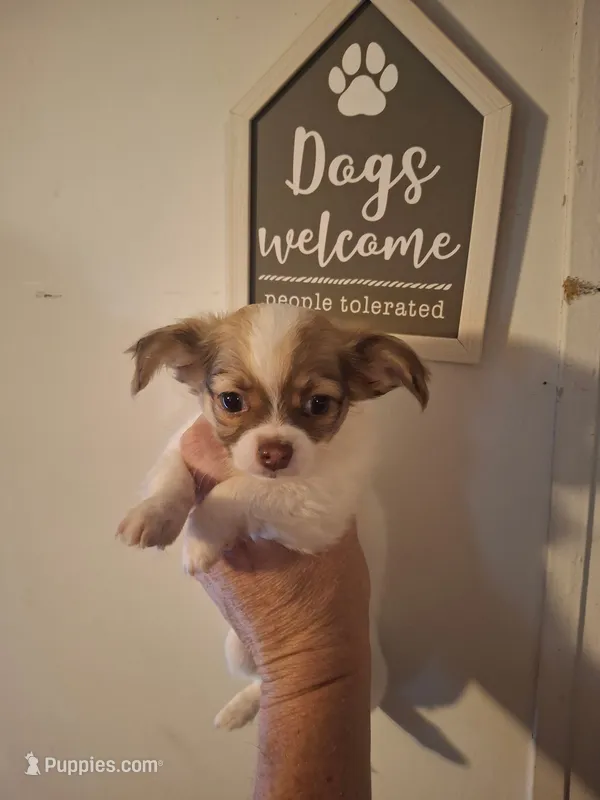 Sammy – Chihuahua puppy for sale in Fair Play, SC