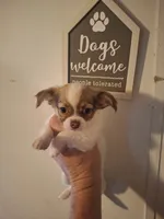 Sammy, a male Chihuahua for sale in Fair Play, SC – 1 of 9