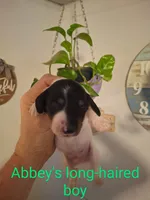 Mini Dachshund Pup 2, a male Miniature Dachshund for sale in Fair Play, SC – 2 of 2