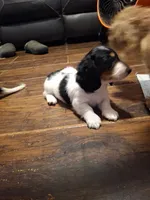 Andy, a male Miniature Dachshund for sale in Fair Play, SC – 2 of 5