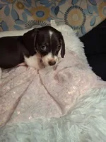 Saphire, a female Miniature Dachshund for sale in Fair Play, SC – 6 of 10
