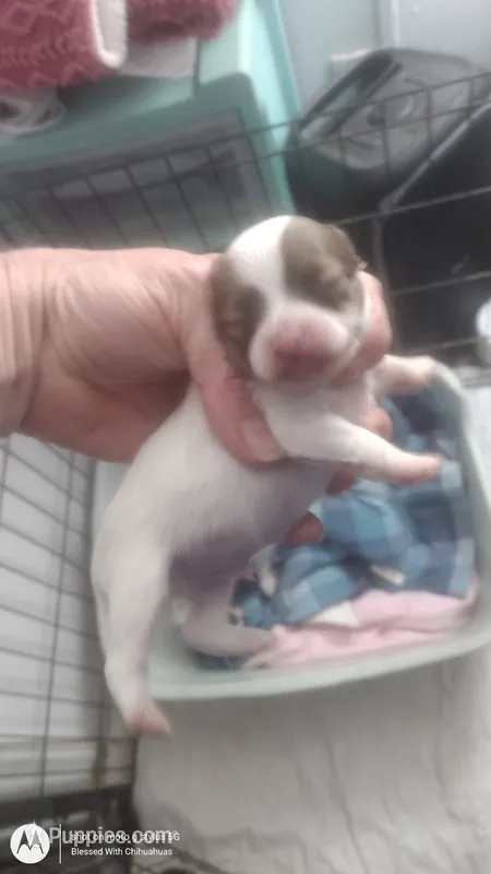 Puppy 3 – Chihuahua puppy for sale in Fair Play, SC