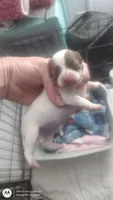 Puppy 3, a male Chihuahua for sale in Fair Play, SC – 3 of 7