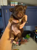 Choco, a female Chihuahua for sale in Fair Play, SC – 4 of 5