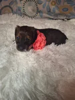 Padgett, a female Miniature Dachshund for sale in Fair Play, SC – 2 of 6