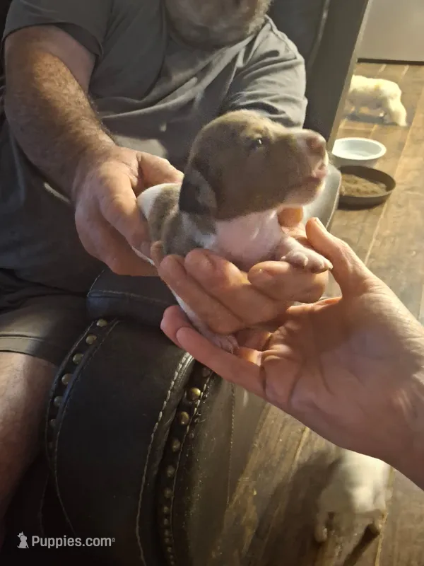 Rosie's 2 – Miniature Dachshund puppy for sale in Fair Play, SC