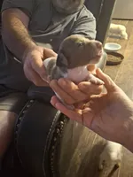 Rosie's 2, a male Miniature Dachshund for sale in Fair Play, SC – 1 of 1