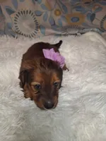 Sassy, a female Miniature Dachshund for sale in Fair Play, SC – 9 of 10