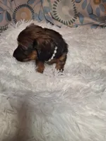 Sweet Pea, a female Miniature Dachshund for sale in Fair Play, SC – 7 of 9