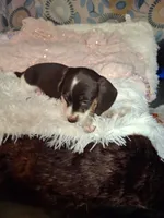 Saphire, a female Miniature Dachshund for sale in Fair Play, SC – 4 of 10