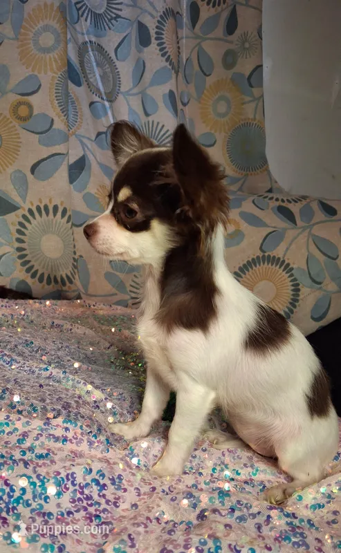 Ruthie  – Chihuahua puppy for sale in Fair Play, SC